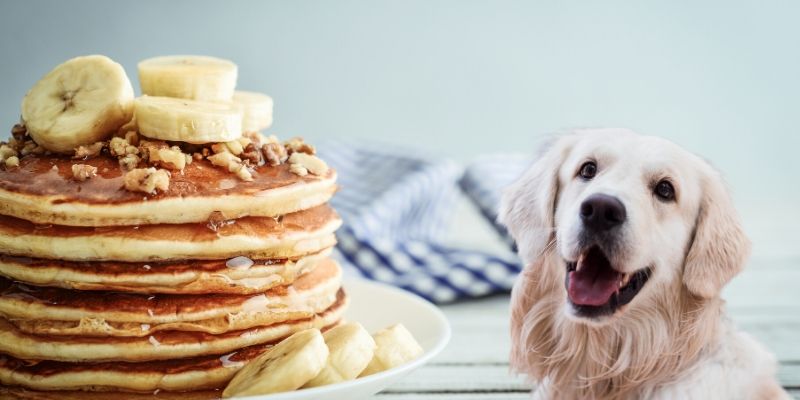 can dogs have pancakes