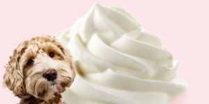 Can Dogs Eat Whipped Cream? What Will Happen If They Will?