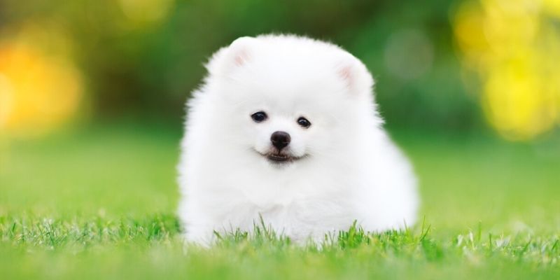 cute small dog breeds fluffy