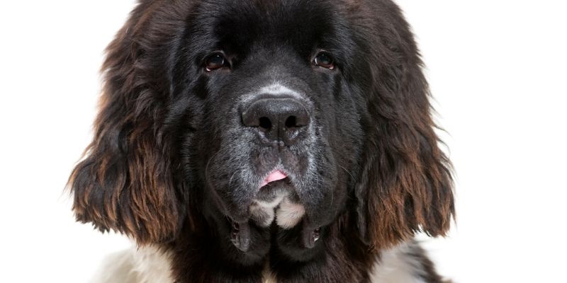 big fluffy toy dog