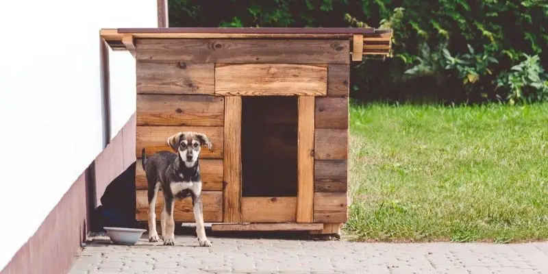 How to Choose the Best Dog House Heater: Cheapest, Safest, etc.