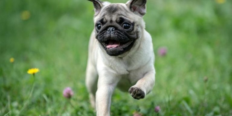 How Long Do Pugs Live? Pug Life Span of 27 Years, Is It Possible?