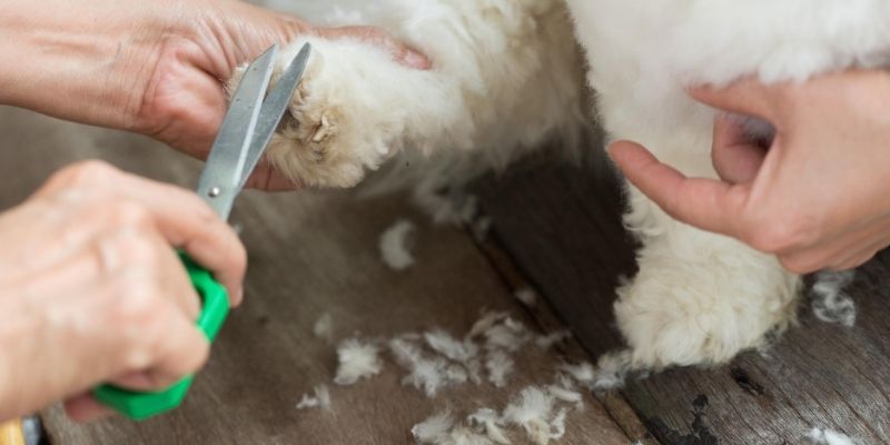 Best Dog Grooming Shears: Blending, Thinning, Cheapest, Etc.