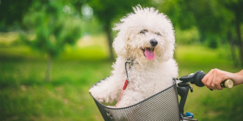 cute white dog in a bike basket