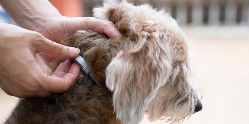 dog in a flea collar suffering form bites