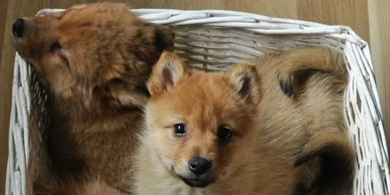 fox looking dog