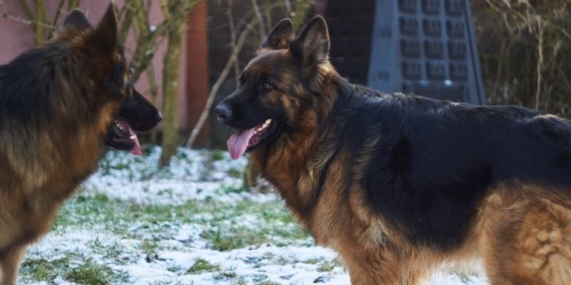 Dogs That Look Like German Shepherds: Types and Breeds