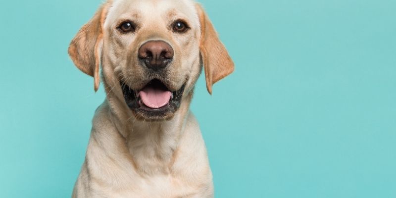 best first dogs, dogs for beginners lab