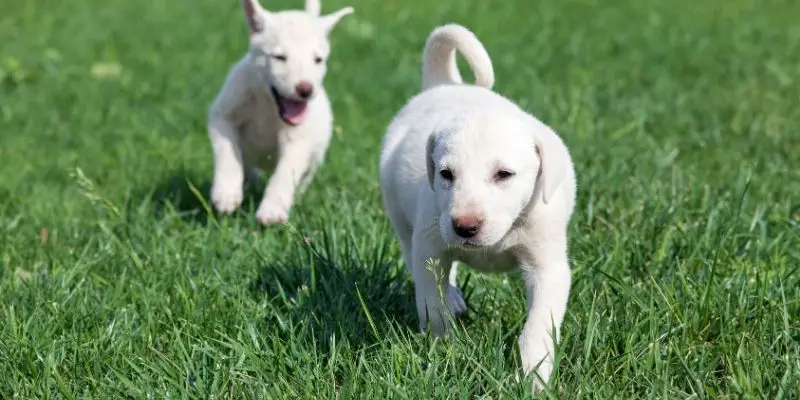 large white dog breed akbash