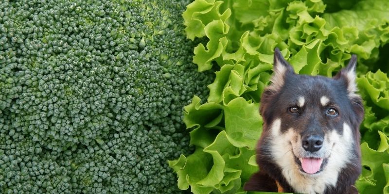 happy dog with green veggies