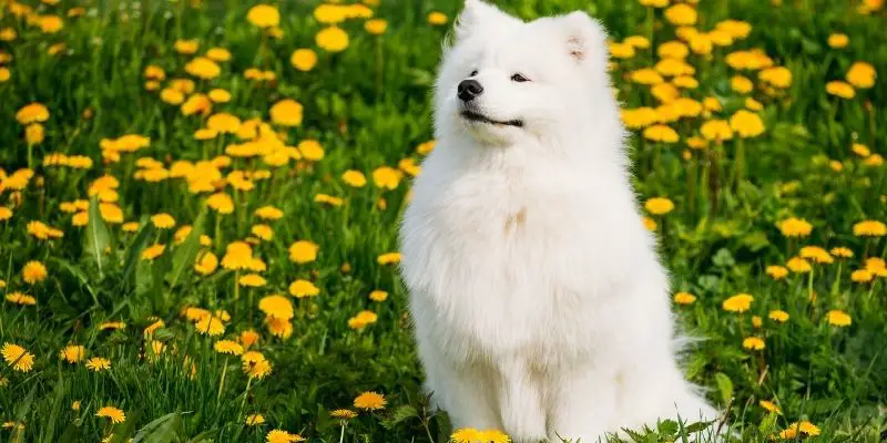 white dog breeds
