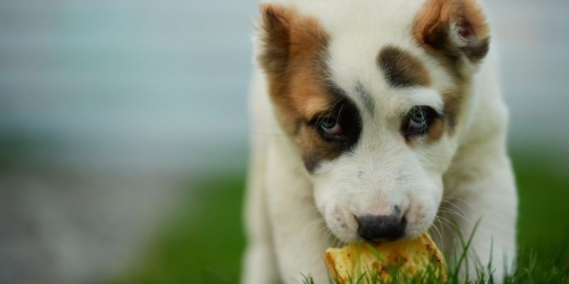 What to Feed a Dog With Kidney Disease? Will the Diet Help?