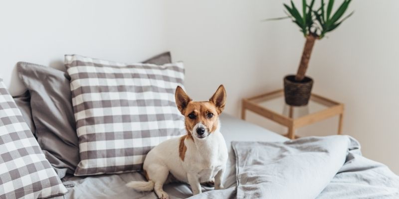 Why do dogs scratch their bed? Do You Need to Stop Them?