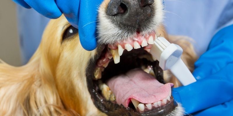 Reasons Why Dog’s Breath Smells Like Death & Ways to Fix It