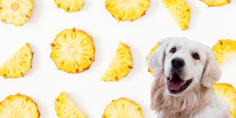 dog and pineapple