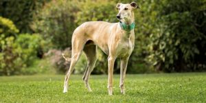 7 Skinny Dog Breeds: from Tall and Long-Legged to Compact