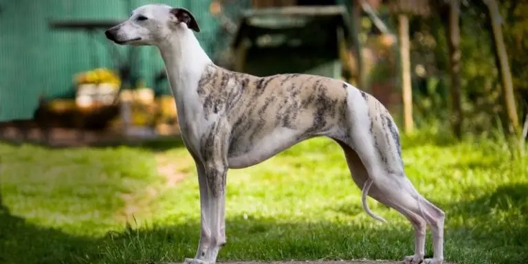 7 Skinny Dog Breeds: from Tall and Long-Legged to Compact