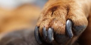 How to Deal with Dog Broken Nail (with Bleeding or Not)?