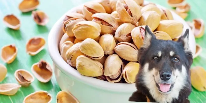 are pistachios gilloto bad for dogs