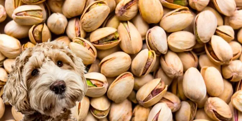 Can Dogs Eat Pistachios Are These Nuts Safe Or Bad For Them