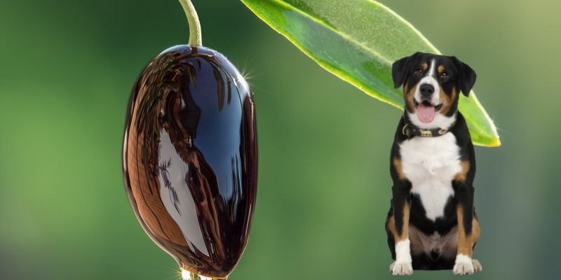 Does Olive Oil Reduce Dog Shedding? (+ Other Benefits)