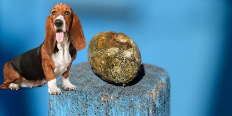 what-food-causes-bladder-stones-in-dogs