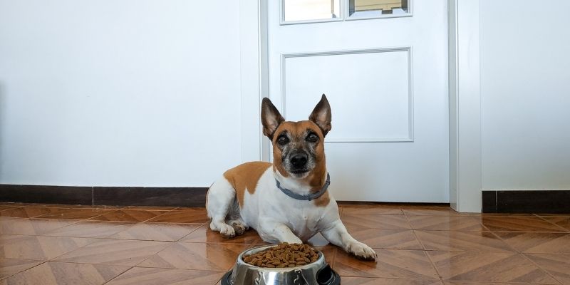 Dog Not Eating But Drinking Water: Why and What to Do?