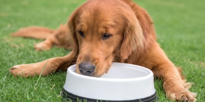 Dog Not Eating But Drinking Water: Why and What to Do?