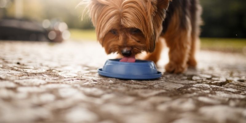 Dog Not Eating But Drinking Water: Why and What to Do?