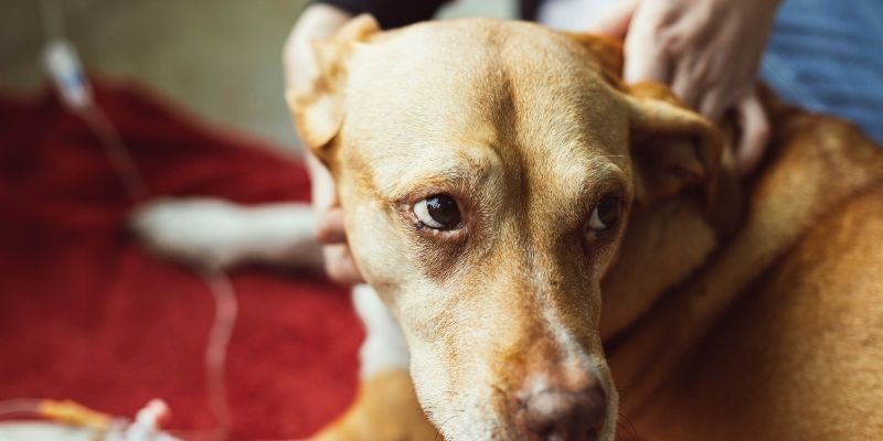 gabapentin anti inflammatory dog
