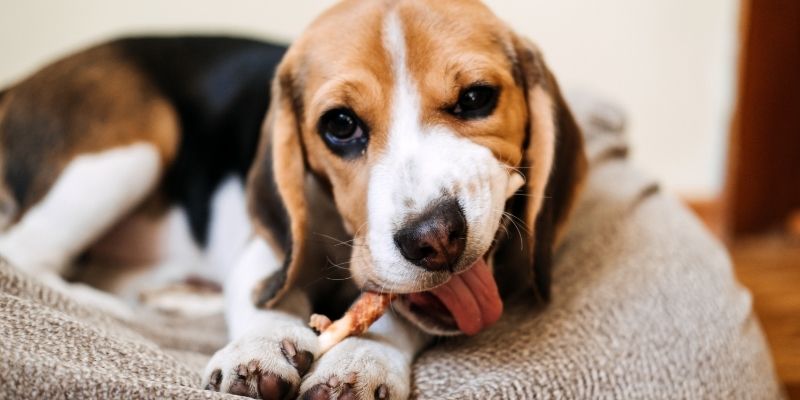 Do Bully Sticks Cause Diarrhea in Dogs?