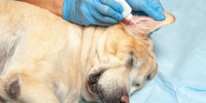 Can you use Polysporin ear drops in dogs?