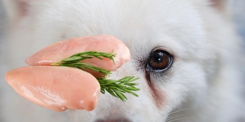 Does Chicken Cause Tear Stains in Dogs? - Doghint.com