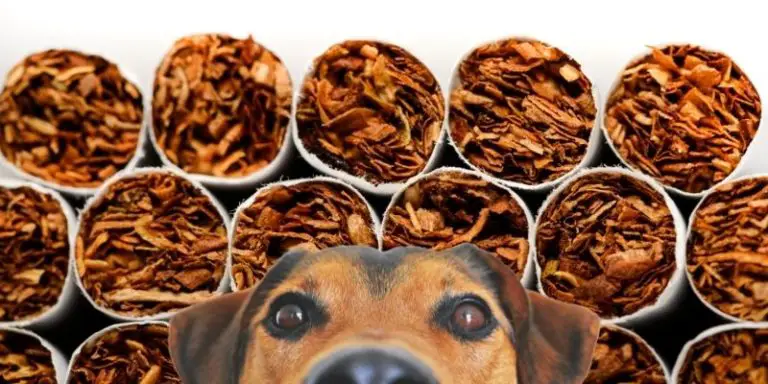 Will Tobacco Kill Worms In Dogs?