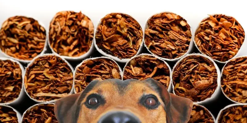 does tobacco kill worms in dogs