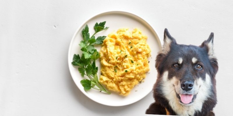 does-scrambled-egg-stop-diarrhea-in-dogs