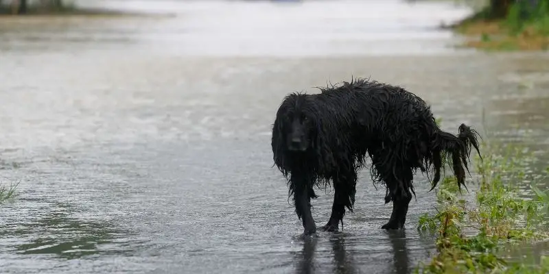 Can Weather Change Cause Diarrhea In Dogs?