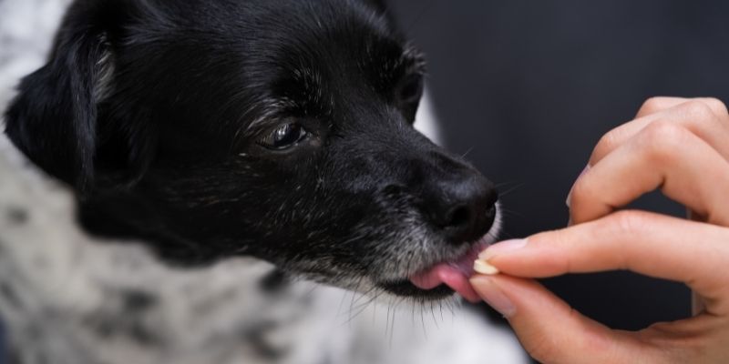 what-to-feed-a-dog-with-high-liver-enzymes-is-it-dangerous