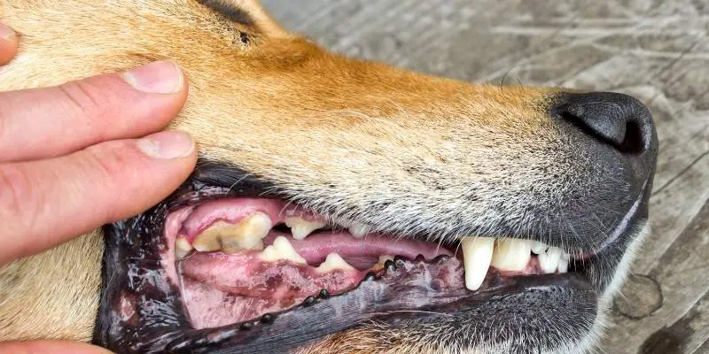 healthy-dog-gums-vs-unhealthy