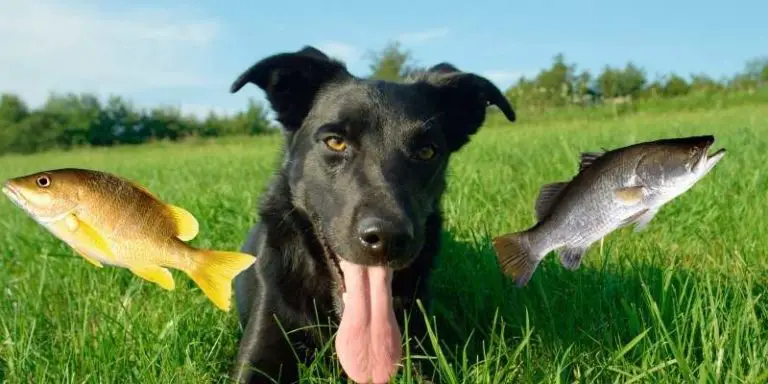 why-does-my-dog-s-breath-smell-like-fish-how-to-fix-it