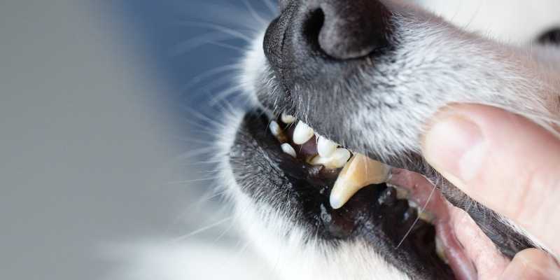 Bad Dog Teeth Common Signs And Home Treatment Options