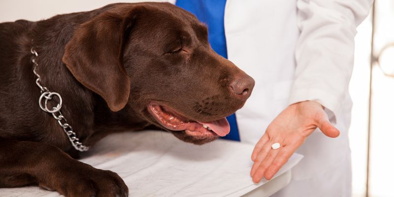 does-apoquel-cause-cancer-in-dogs