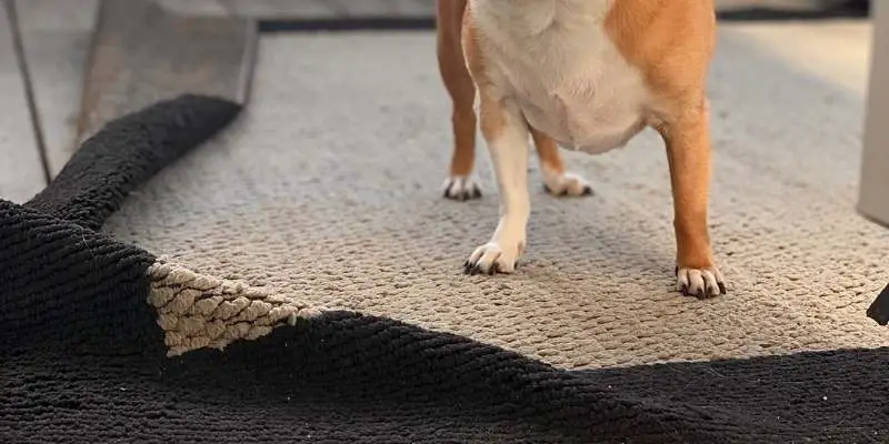 why is my dog scratching at the carpet