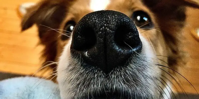 What Does A Dogs Nose Running Mean