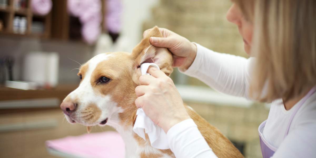natural dog ear infection cure